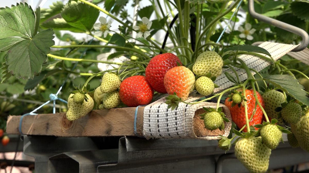 Čerstvé jahody téměř celoročně? Vyzkoušejte si i doma hydroponické pěstování